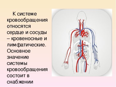 Замкнутая кровеносная система у животных