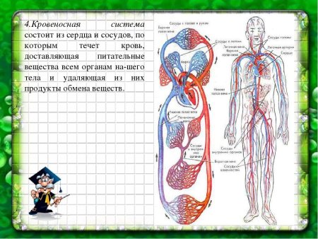 Эволюция кровеносной системы позвоночных животных схема