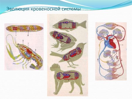 Замкнутая кровеносная система у животных
