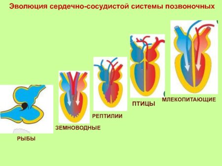 Схема кровеносной системы хордовых