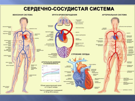 Строение кровеносной системы млекопитающих
