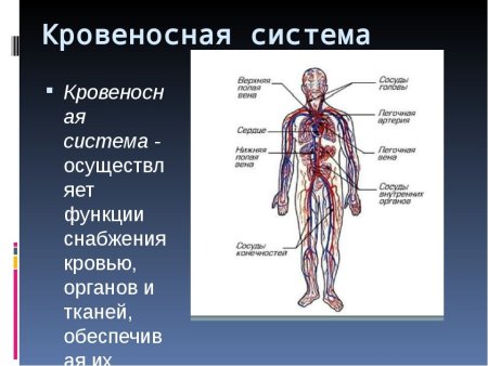 Внутреннее строение млекопитающих собака