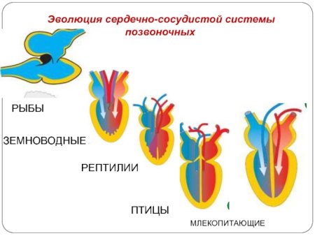 Строение сердца позвоночных животных
