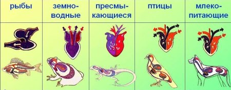 Эволюция кровеносной системы позвоночных животных схема