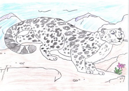 Снежный Барс красная книга раскраска