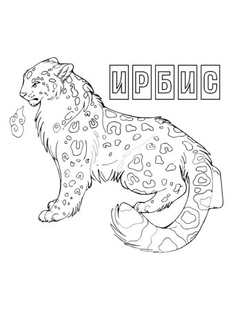 Ирбис или снежный Барс раскраска
