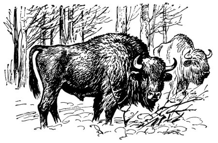 ЗУБР рисунок