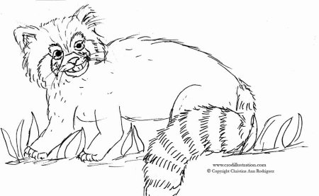 Красная Панда раскраска для детей