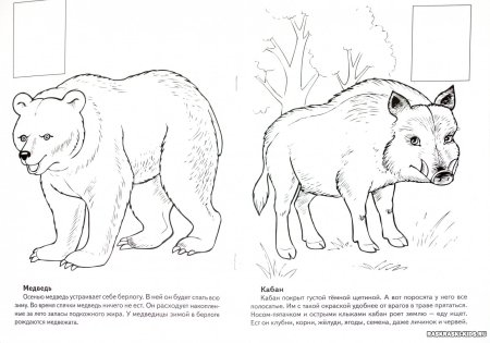 Красная книга раскраска