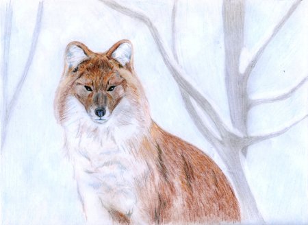 Рисунки краснокнижных животных