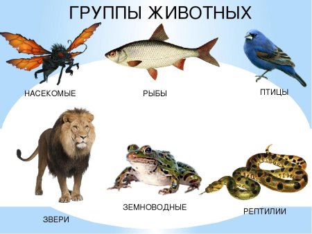 Группы животных