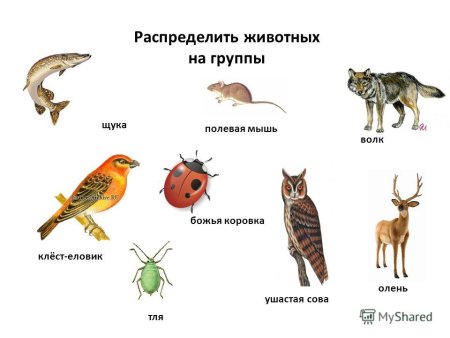 Распределить животных по группам