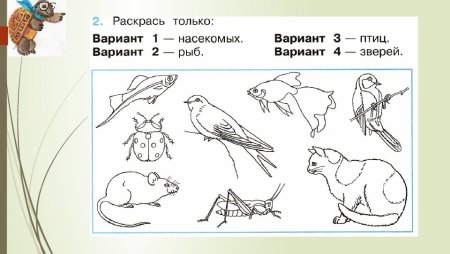 Разнообразие животных задания