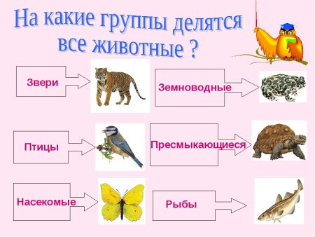 Группы животных схема