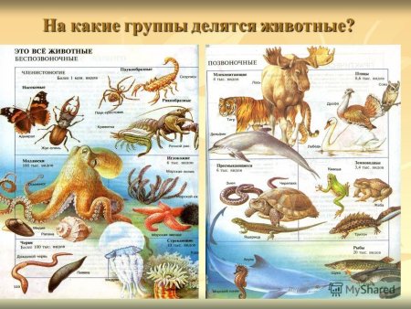 Группы животных