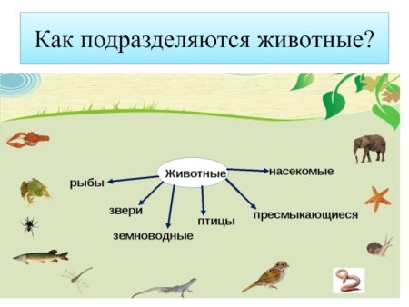Птицы звери насекомые