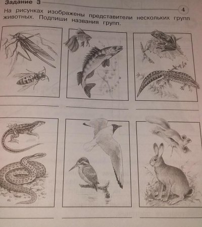 Разнообразие животных 3 класс окружающий мир