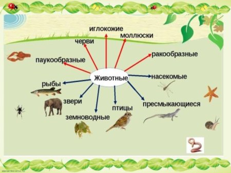 Животные наших лесов