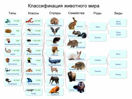 Домашние животные задания