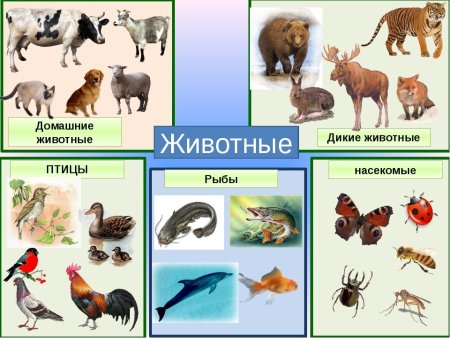 Позвоночные и беспозвоночные животные