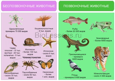 Красная книга рисунок