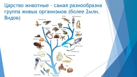 Виды животных растительноядные хищники
