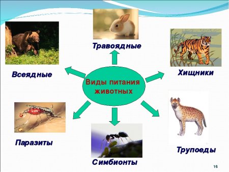 Звери Дикие и домашние