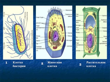 Строение бактерии и растительной клетки
