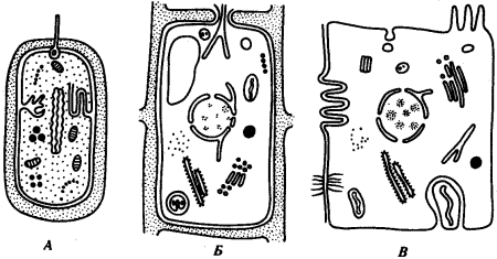 Растительная животная грибная и бактериальная клетки