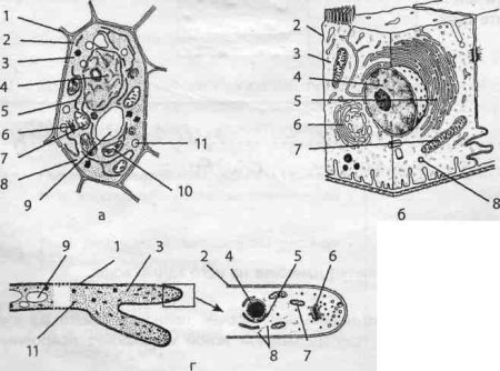 Эукариотическая клетка растения строение