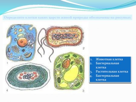 Сравните растительную и бактериальную клетки