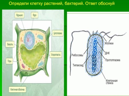 Отличие клеток растений от клеток животных и грибов
