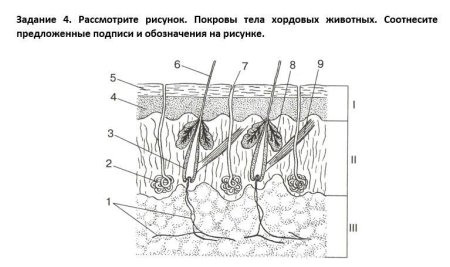 Нарисовать покровы тела хордовых животных