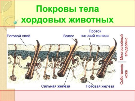 Покровы тела хордовых животных 7 класс