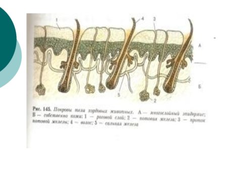 Рис 145 покровы тела хордовых животных