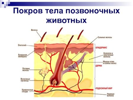 Кожные покровы хордовых животных