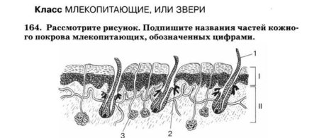 Строение кожного Покрова млекопитающих