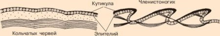 Покровы тела кольчатых червей червей