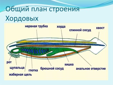 План строения хордовых