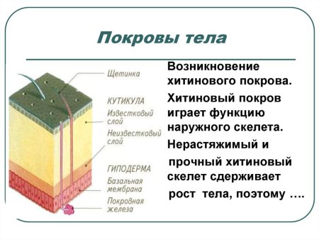Общая характеристика покровы тела