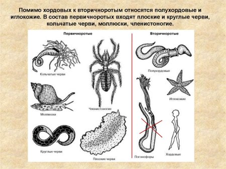 Потовые железы у млекопитающих