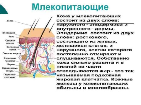 Филогенез кожных покровов позвоночных