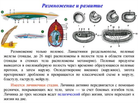 Эволюция покровов хордовых