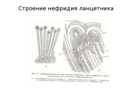 Филогенез наружных покровов позвоночных.