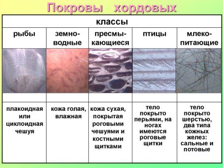 Движение ланцетника в разных типах грунта