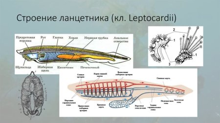 Кожные покровы хордовых животных