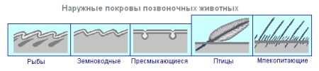 Соленоциты