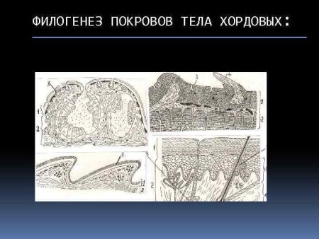 Тип онихофоры внешнее строение