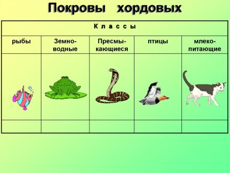 Ланцетник строение атриопор