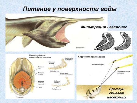 Жаберный аппарат костистой рыбы